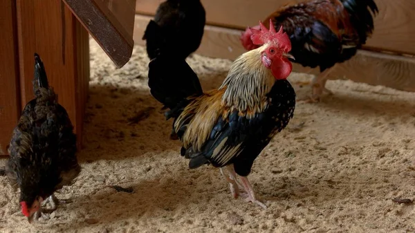 Hermoso gallo colorido en el gallinero . —  Fotos de Stock