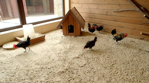 Hühner und Hähne im Stall auf modernem Bauernhof. — Stockfoto