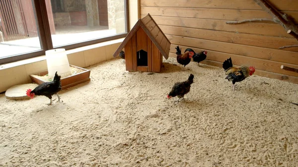 Gallinas y gallos en gallinero en granja moderna . — Foto de Stock