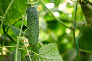 Salatalık asma ile asılı kalıyor.