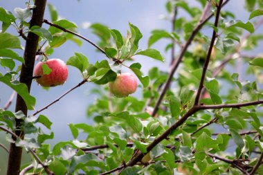 Elma bahçesinde Su damlacıkları ile