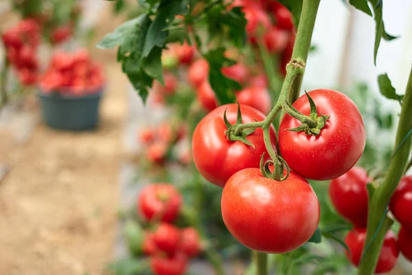 Hortalizas de tomate de cosecha propia en invernadero . — Foto de Stock