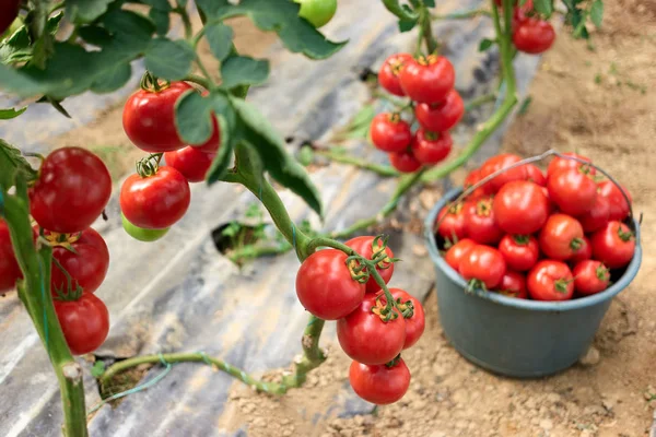 Tomates ecológicos en el invernadero . — Foto de Stock