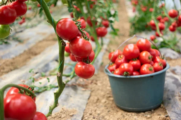 Tomates de jardín maduros listos para recoger. — Foto de Stock
