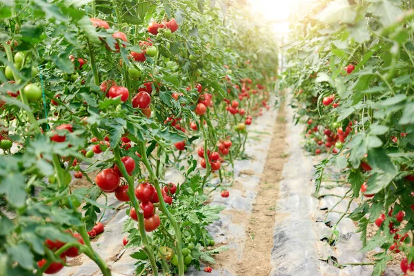 Plantações com tomates . — Fotografia de Stock