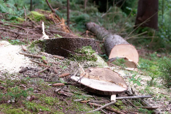 Fresh tree stump in forest. — Stock Photo, Image