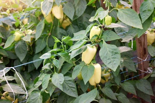 Sweet yellow peppers on the bush.