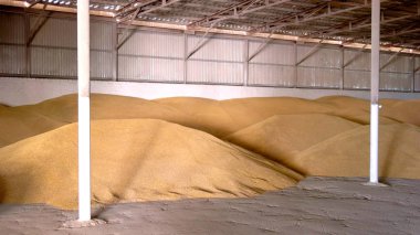 Tahıl bir hangarda.
