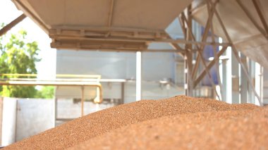 Kapsayıcıdan düşen tahıl.