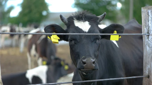 Vaca cerca de una cerca . — Foto de Stock