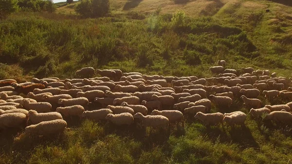 Sheep herd is walking.