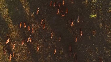 Sürüyü ve erkekler ata.