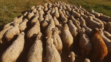 Çayır üzerinde yürüyen koyunlar.