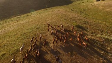 At sürüsü çalışıyor.