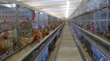 Satırları ile tavuk kafesleri.