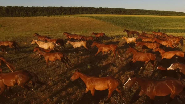 Horses galloping on meadow. — Stock Photo, Image