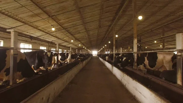 Manada de vacas en establo . —  Fotos de Stock