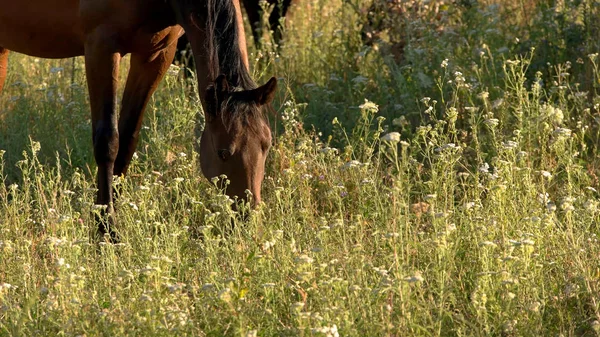 Hästen äter gräs. — Stockfoto