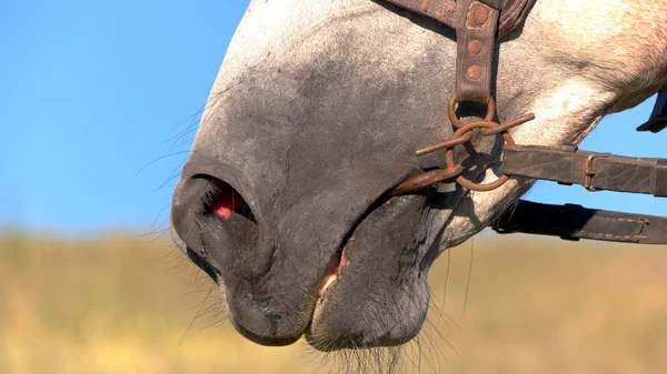 말의 콧구멍. — 스톡 사진