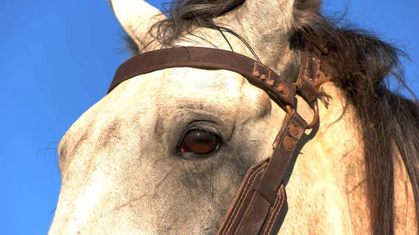 Head of white horse. — Stock Photo, Image