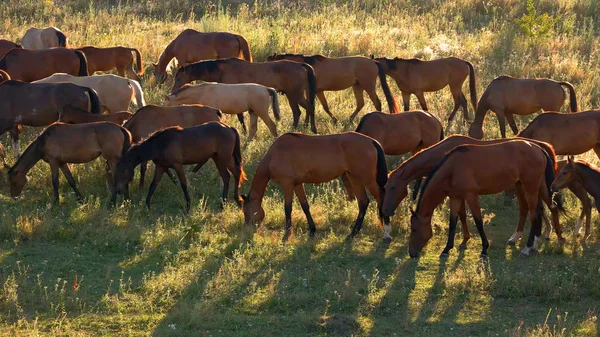 Horses walk and eat grass. — Stock Photo, Image