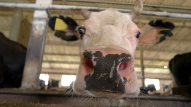 Sarı etiketi ile inek.