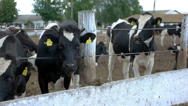 Két tehén kerítés közelében. — Stock Fotó