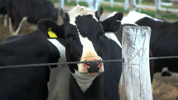 Дві корови біля паркану . — стокове фото
