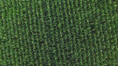 Yeşil Alanın Üst Görünümü.