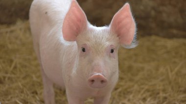 Domuzcuk saman arka plan üzerinde.