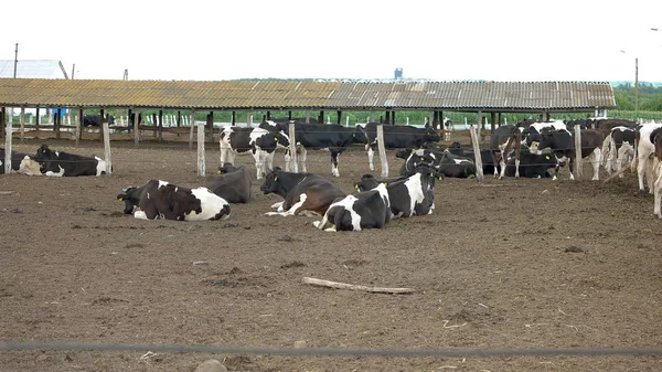 Krávy leží na zemi. — Stock fotografie
