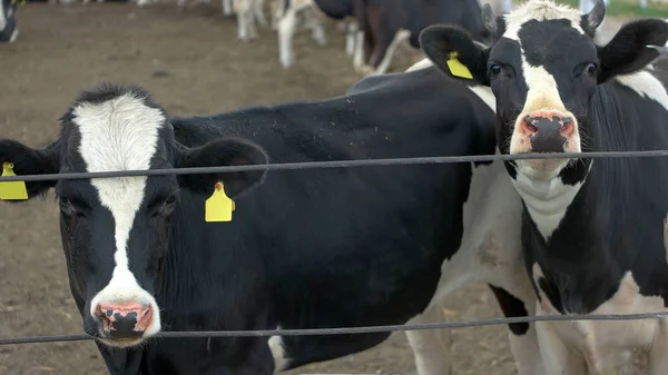 Dos vacas cerca de la cerca . —  Fotos de Stock