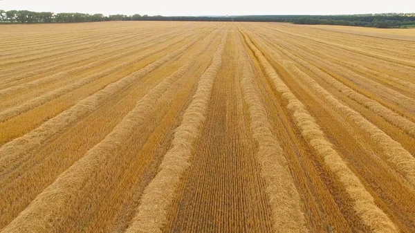 Campo de trigo dorado aislado sobre fondo blanco —  Fotos de Stock
