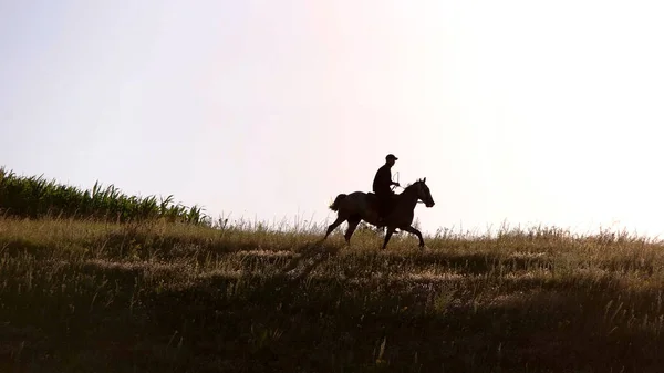 Man on horse is moving. — Stock Photo, Image