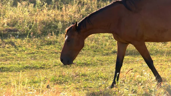 말과 잔디에 걷기. — 스톡 사진