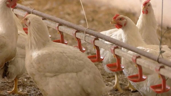 Gallina e gallo . — Foto Stock