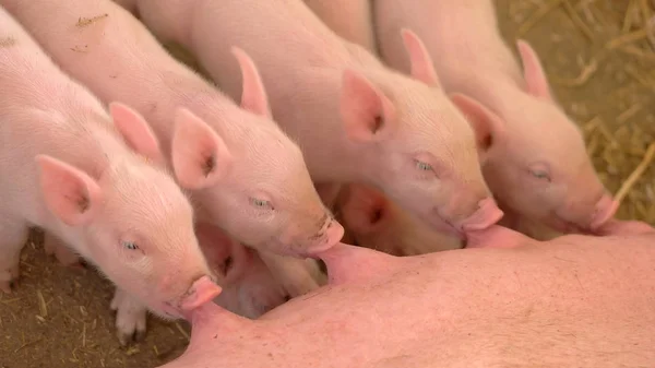 Domuzlar domuz süt içmek.