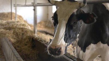 Ahır inek sürüsü.