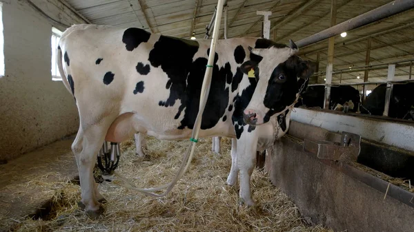 Milking machine on udder — Stock Photo, Image