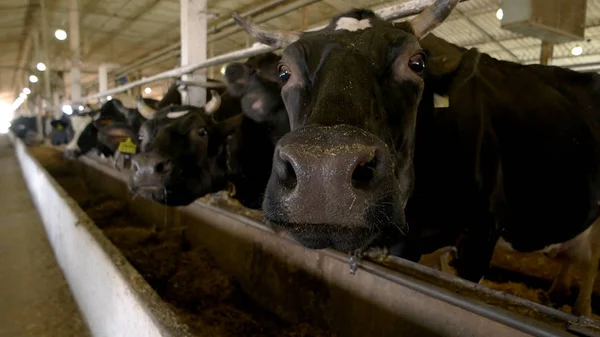 Fekete tehenek az istállóban. — Stock Fotó