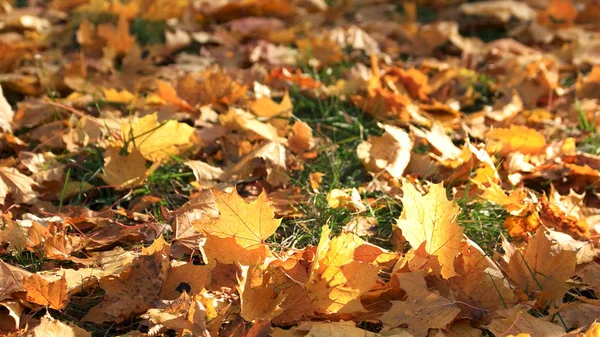 Folhas de outono na grama verde. — Fotografia de Stock