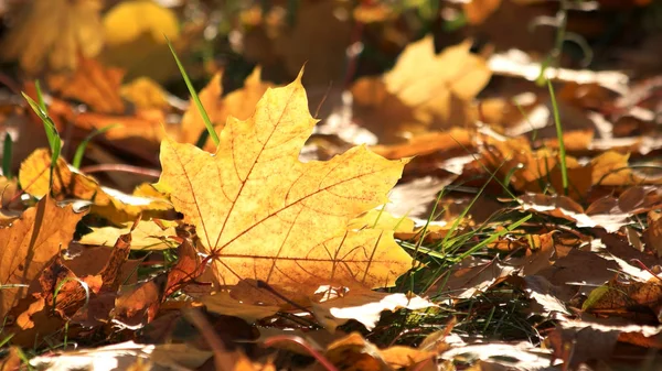 Folhas de outono à luz do sol. — Fotografia de Stock