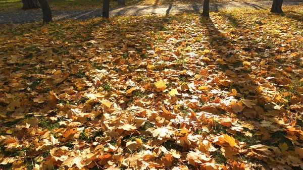 Folhas de outono no chão com raios de luz solar . — Fotografia de Stock