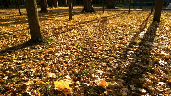 Piękna Jesienna scena w lesie. — Zdjęcie stockowe