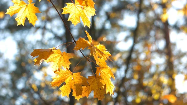 Yellow maple leaves on the branch in autumn. — 스톡 사진