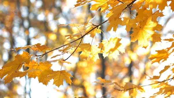 Yellow leaves on the branches of autumn forest. — 스톡 사진