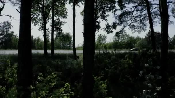 Carrera de coches en la pista, vista a través de los árboles . — Vídeos de Stock