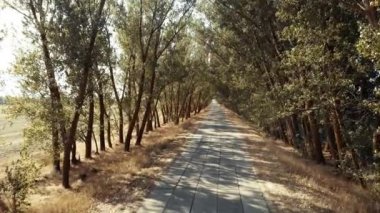 Boş yol, ağaçlar ve güneş ışığı.