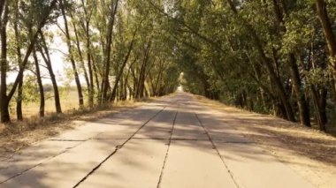 Boş yol, ağaçlar ve güneş ışığı.