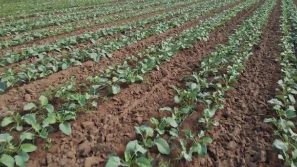 Rows of young cabbage plants growing on a farm. — Stock Video